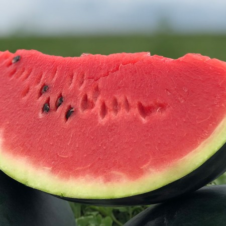 Pepene Verde Crimson Sweet Pepene Verde Crimson Sweet