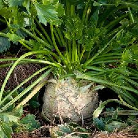 Telina de radacina DACIA Telina de radacina DACIA