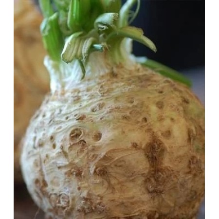 Telina NEON Telina NEON