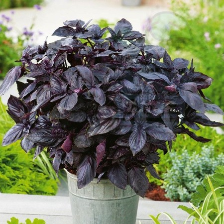 Busuioc Dark Opal Busuioc Dark Opal