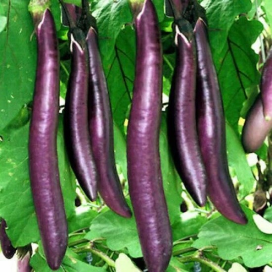 Vinete Long Purple